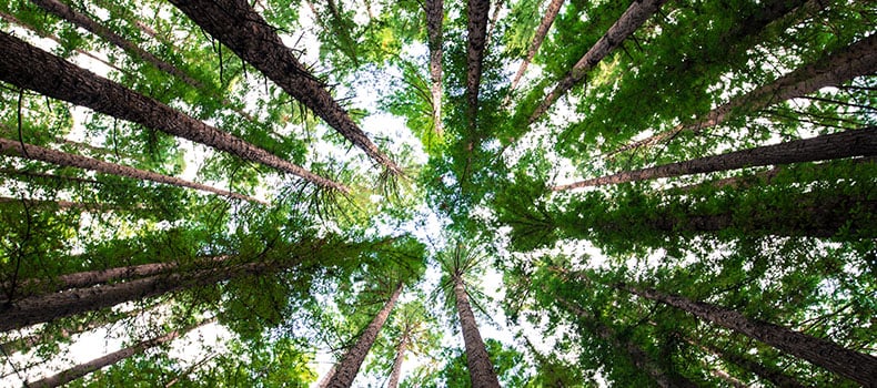 sustainabilityblog