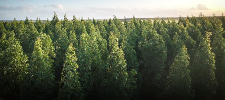 PrintReleaf – Plant as you Print image
